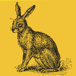 Yellow Rabbit Collectibles